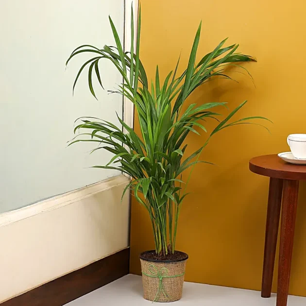 Areca Palm Plant in Black Nursery Plant Hand Delivery