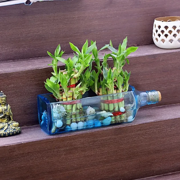 Double Lucky Bamboo in Bombay Sapphire Bottle Planter