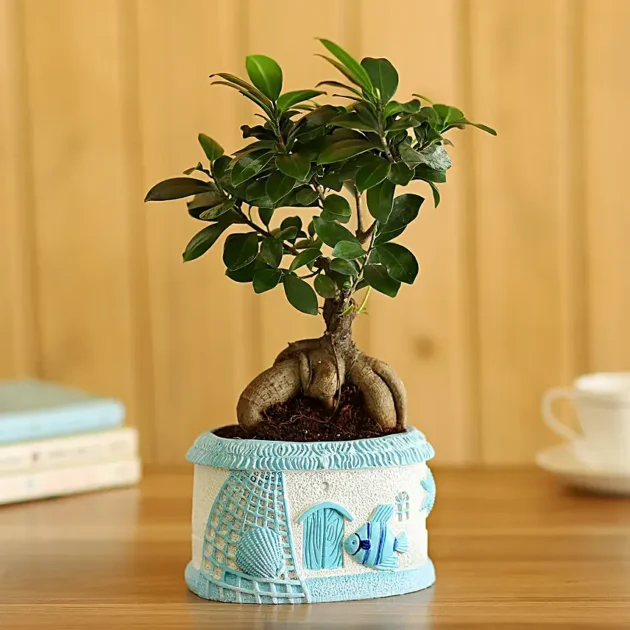 Ficus Ginseng Bonsai in Sea House Planter Hand Delivery