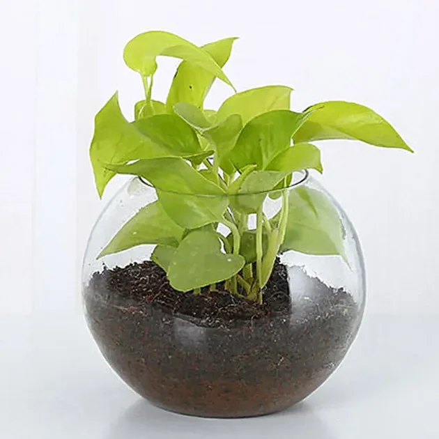 Golden Money Plant in Glass Vase