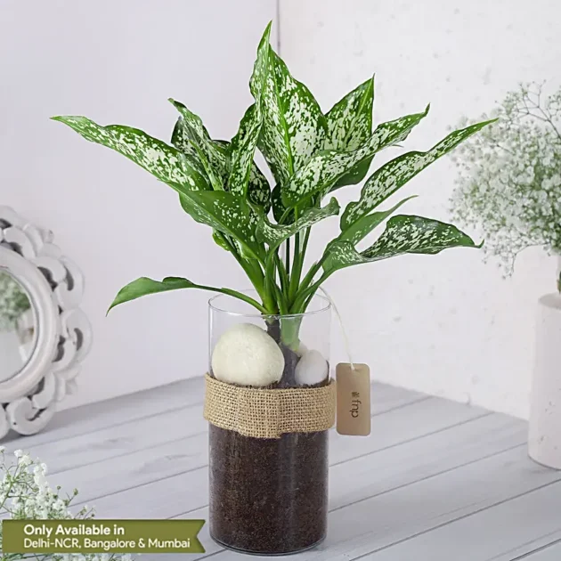 Green Aglaonema Plant-in Pebbled Jar