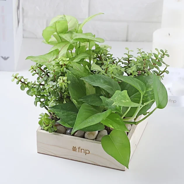 Jade n Money Plant Wooden Base Terrarium
