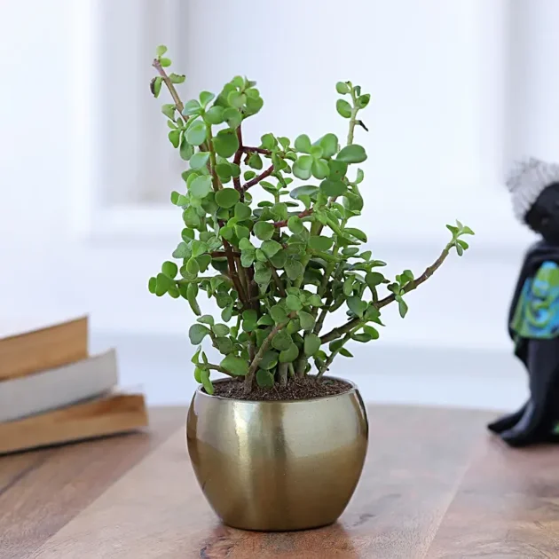 Jade Plant in Gold Tone Metal Pot Hand Delivery