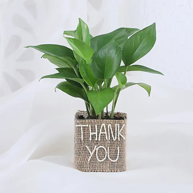 Money Plant in Thank You Vase