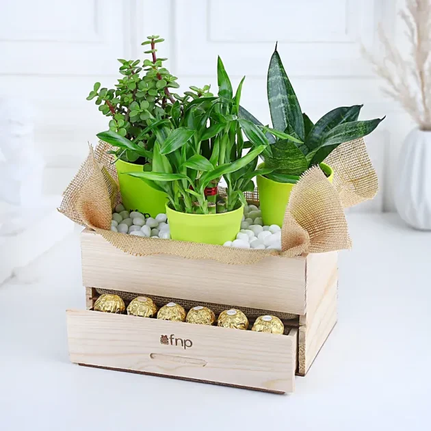 Plants Rocher Choco Basket