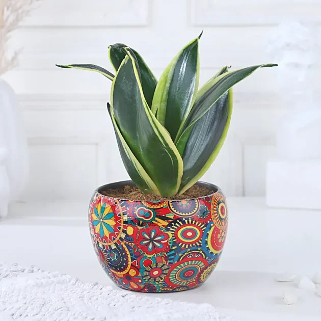 Radiant Resilience Sansevieria