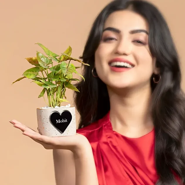 Syngonium Bliss for Valentines