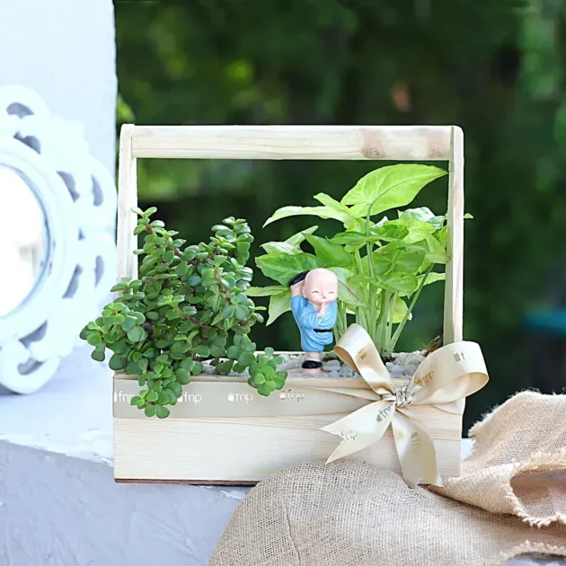 Syngonium n Jade Plant Handle Basket Terrarium
