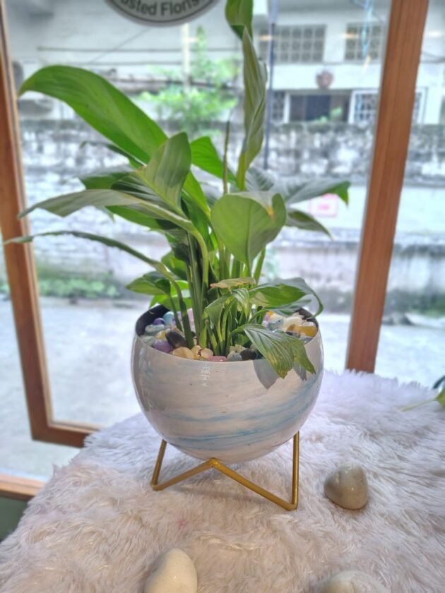 Peace Lily in metal pot