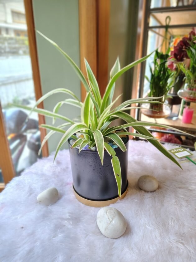 Spider plant in metal pot
