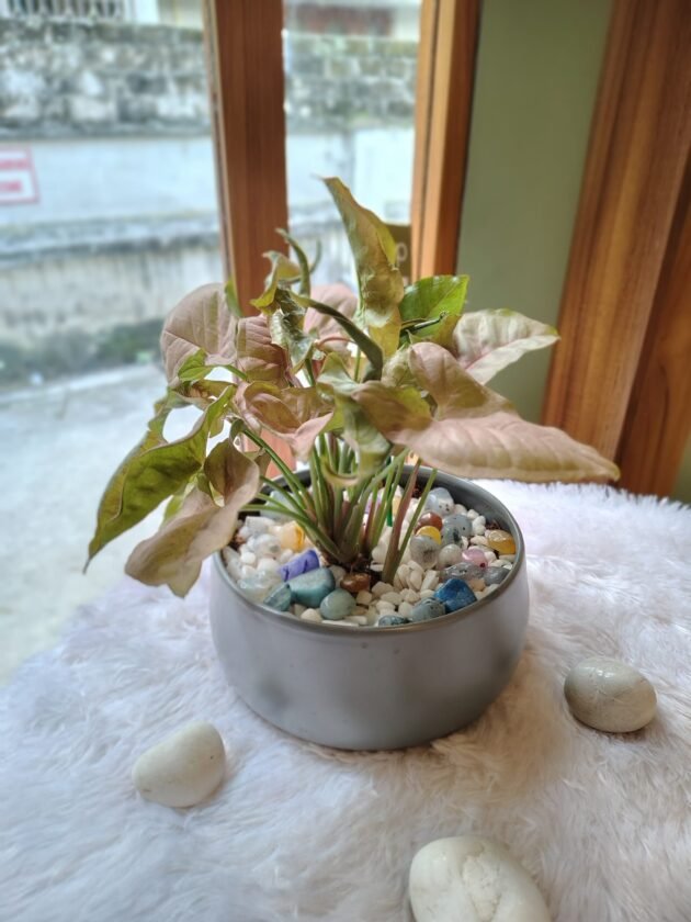 Syngonium in thali metal pot