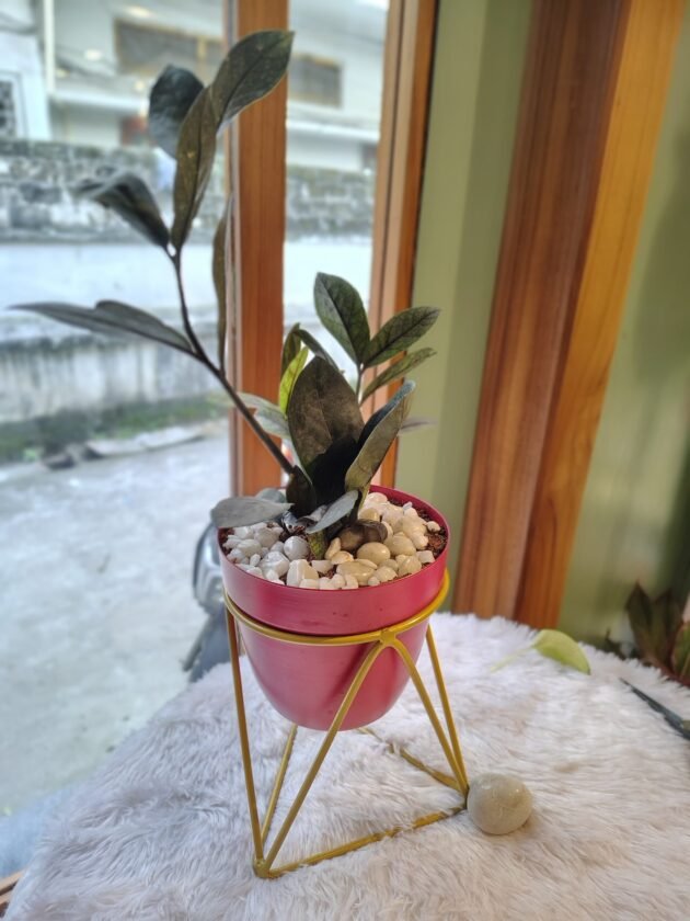 Zz plant in red stand pot