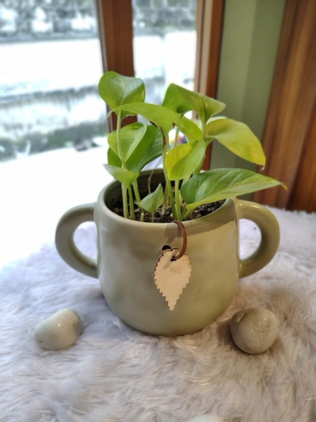 Money Plant in ceramic mug pot