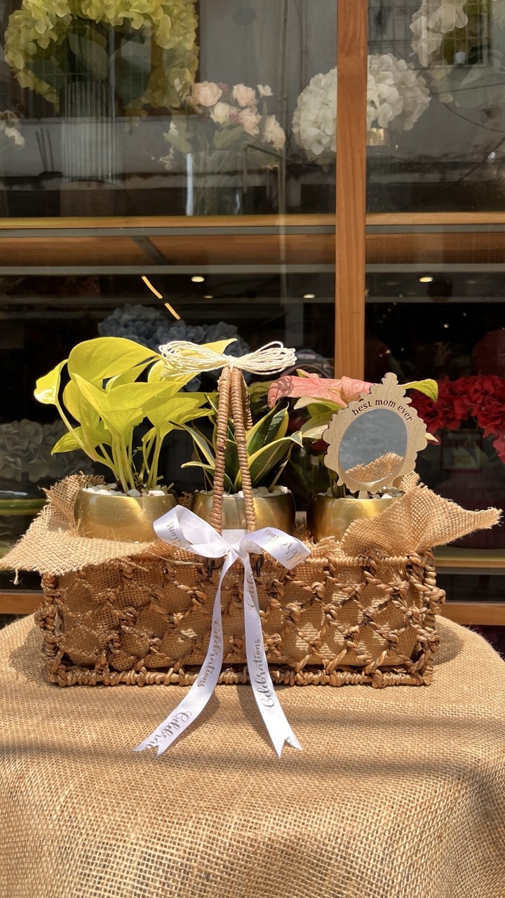 The Sovereign Succulent Crate