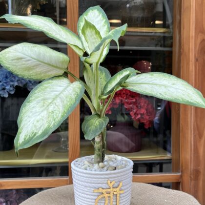 The Sacred Roots Foliage