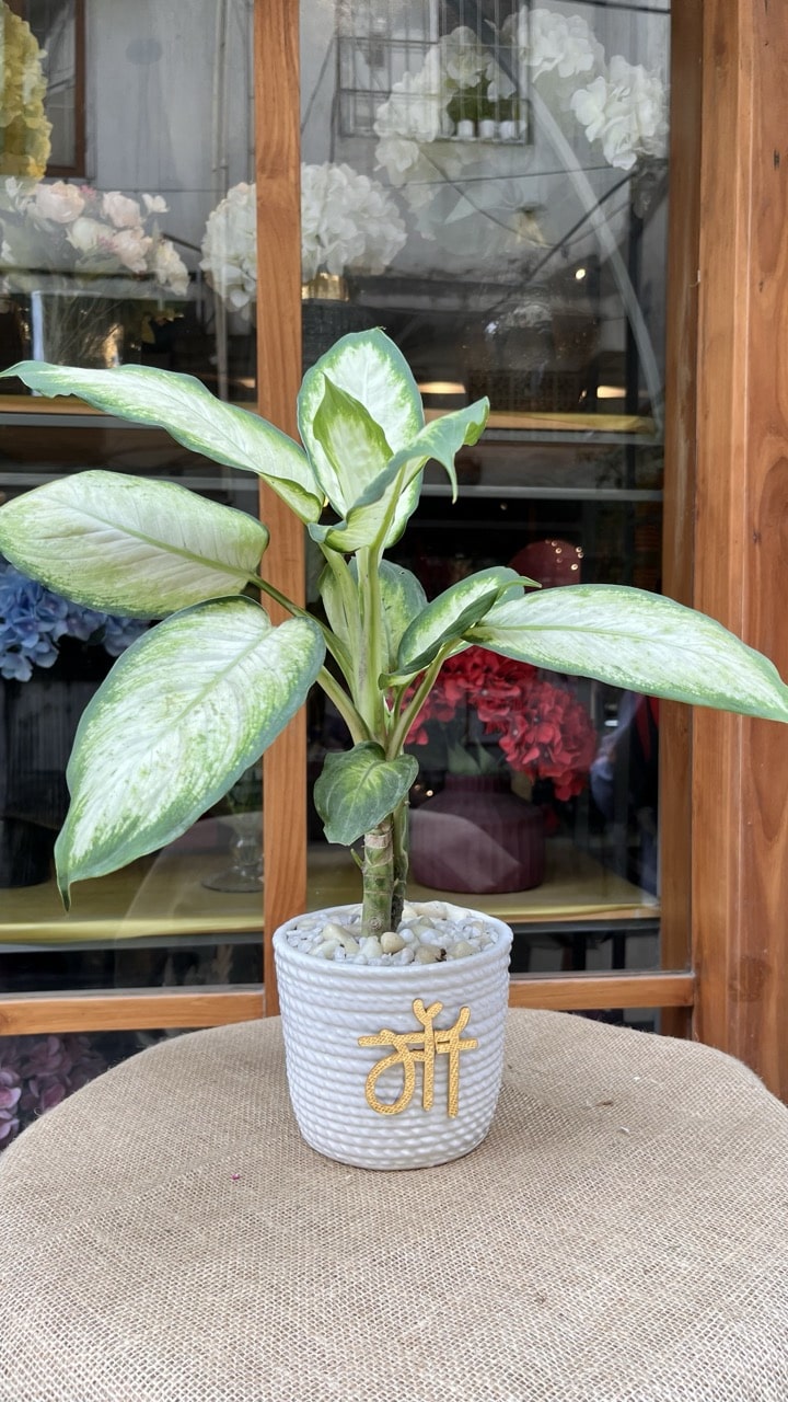 The Sacred Roots Foliage