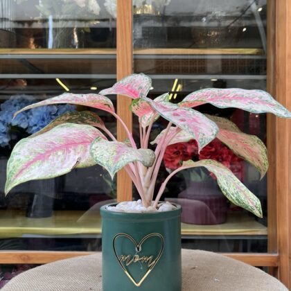 The Matriarch’s Pink Aglaonema