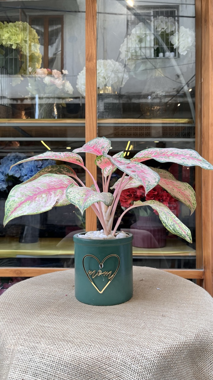 The Matriarch’s Pink Aglaonema